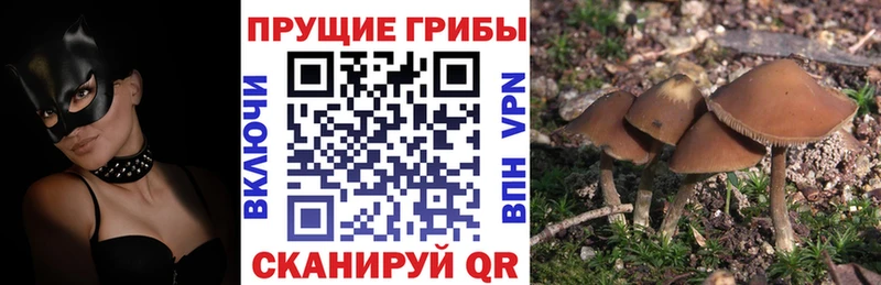 Галлюциногенные грибы прущие грибы  гидра как войти  Темников 
